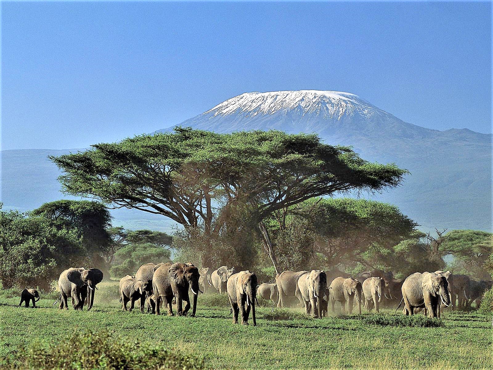 23-Africa Kilimanjaro Elefanti.jpg